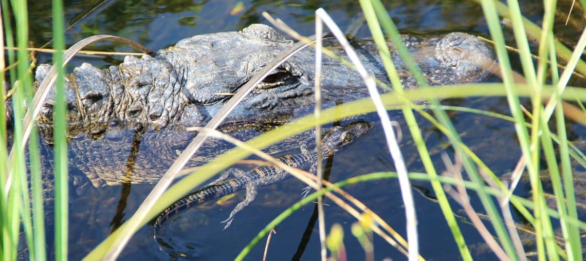 Découvre les Everglades avec ton visa J-1